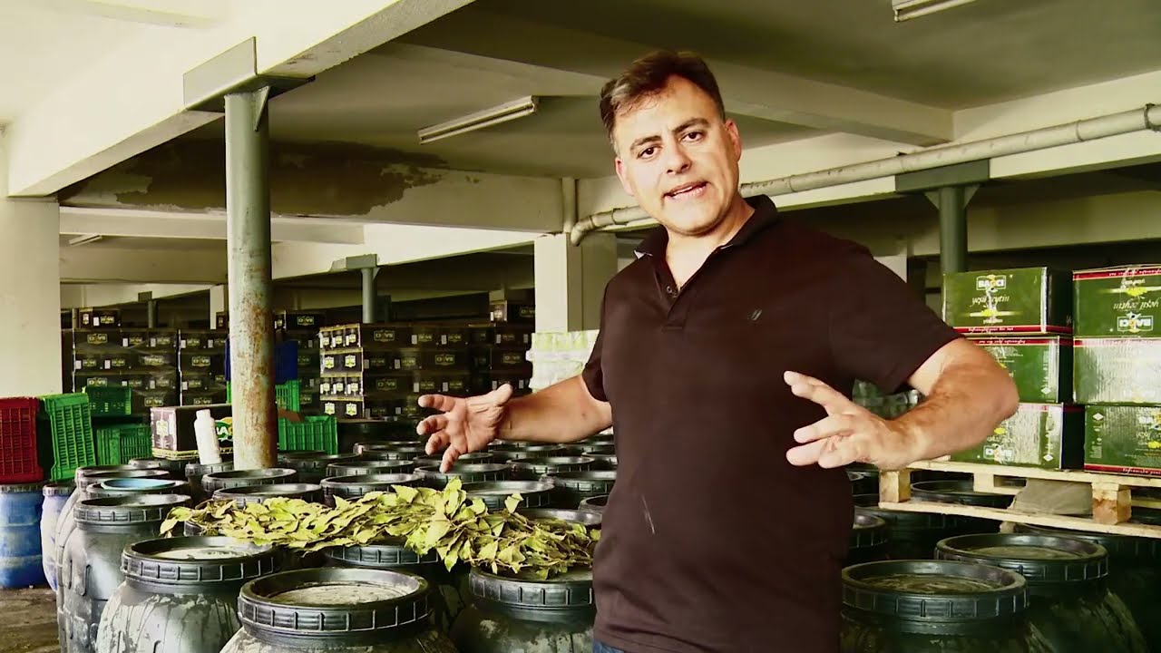 The best Olives in Turkey from Gemlik