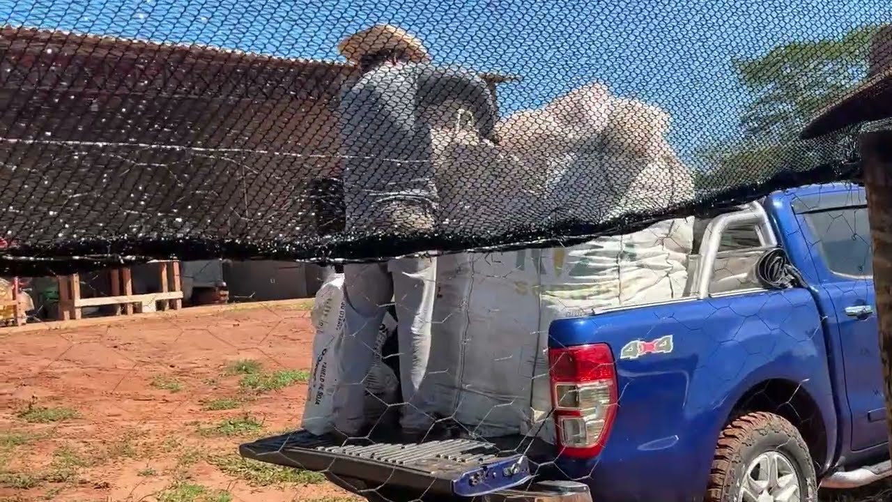 Troca da cama das galinhas | Como estou contendo moscas no chiqueiro | Cuidando do Pomar