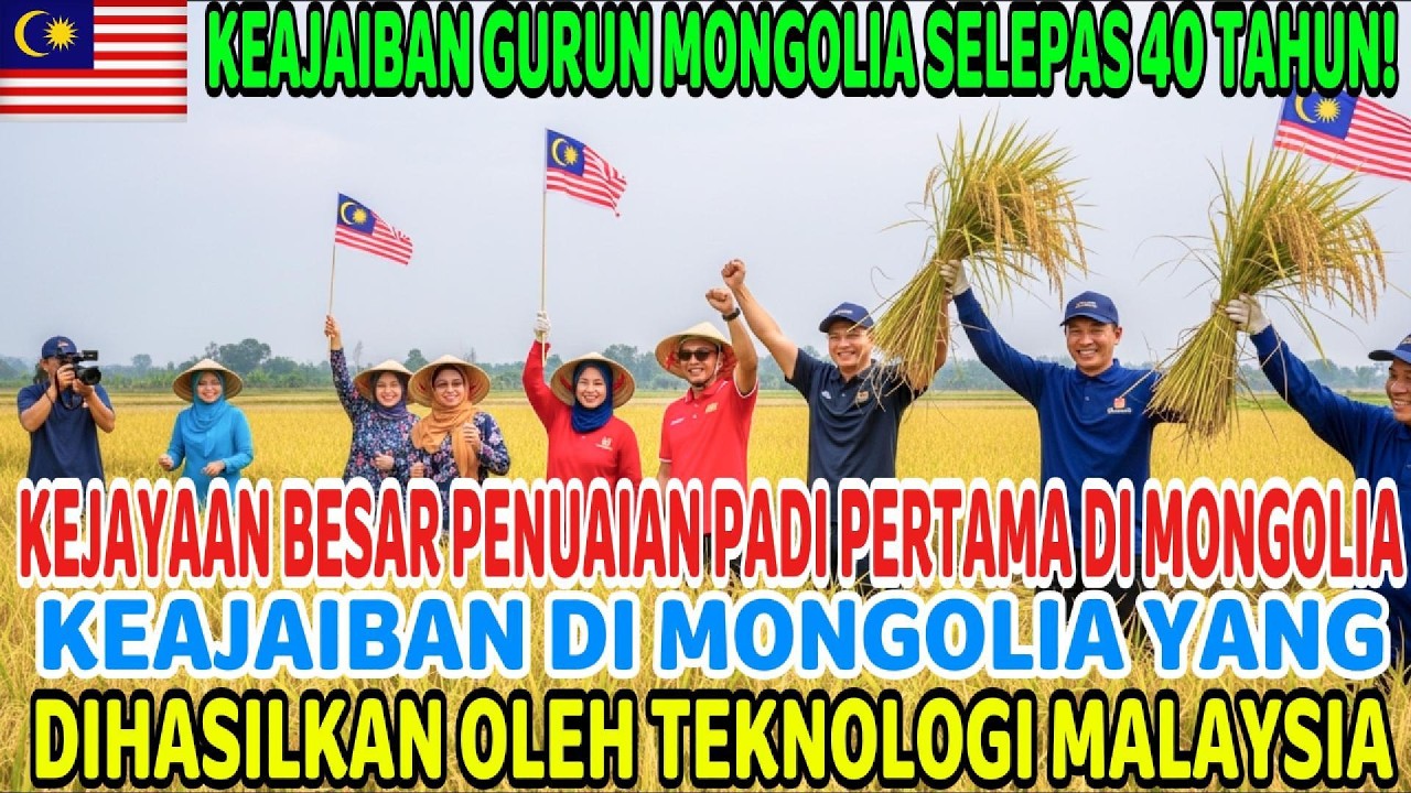 Bolehkah padi ditanam di padang pasir? Keajaiban kejayaan tanaman padi pertama di Mongolia.