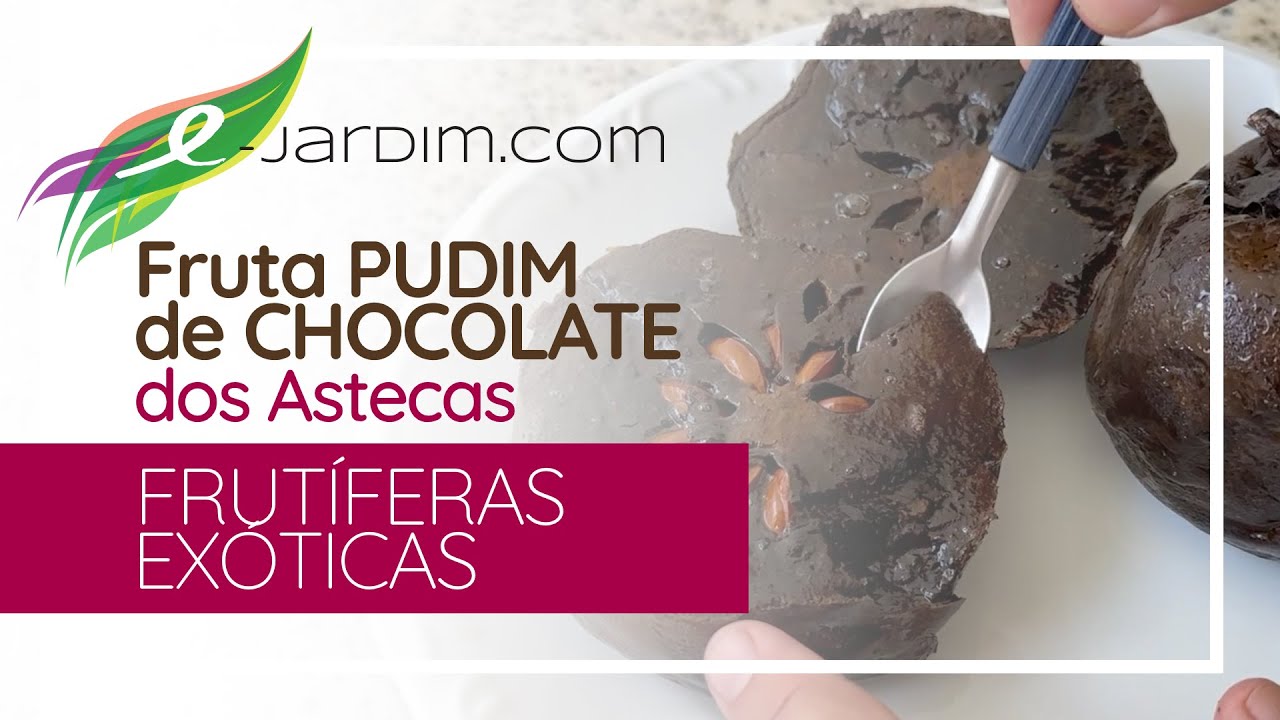 Fruta PUDIM DE CHOCOLATE dos Astecas - Frutíferas Exóticas | Sítio E-Jardim