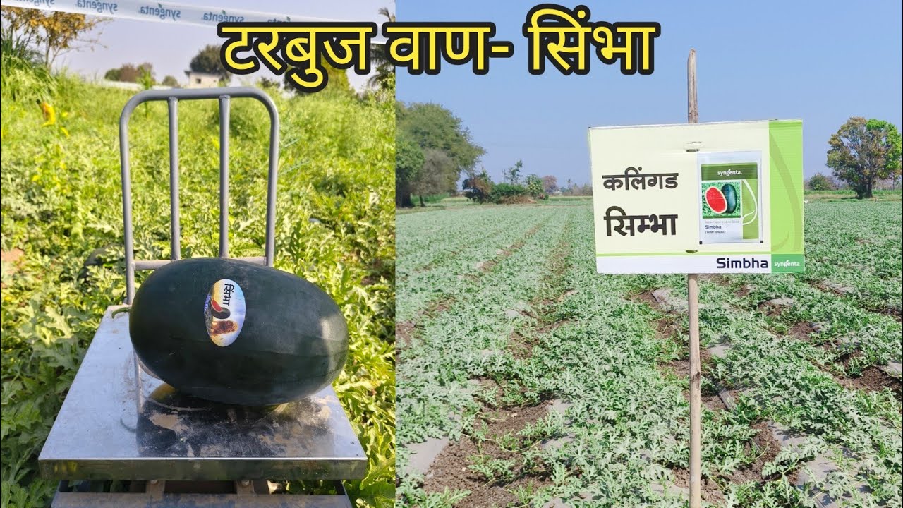 कलिंगड सिंभा प्लॉट # Syngenta Watermelon  Simbha Plot #Watermelon Farming # Sinha # टरबुज #Farmer