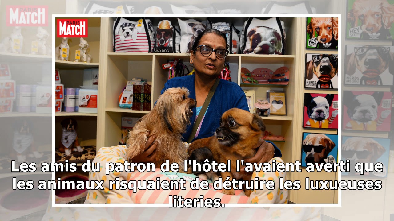 Bienvenue au critterati, le premier h&ocirc;tel de luxe pour chiens
