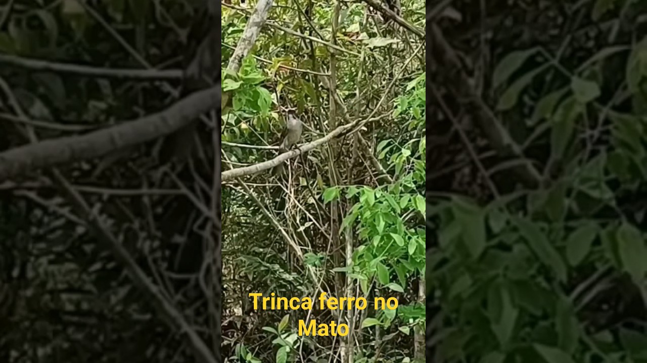 Trinca ferro no Mato Solto cantando muito #trincaferro #trincaferronomato #trincaferrocantando