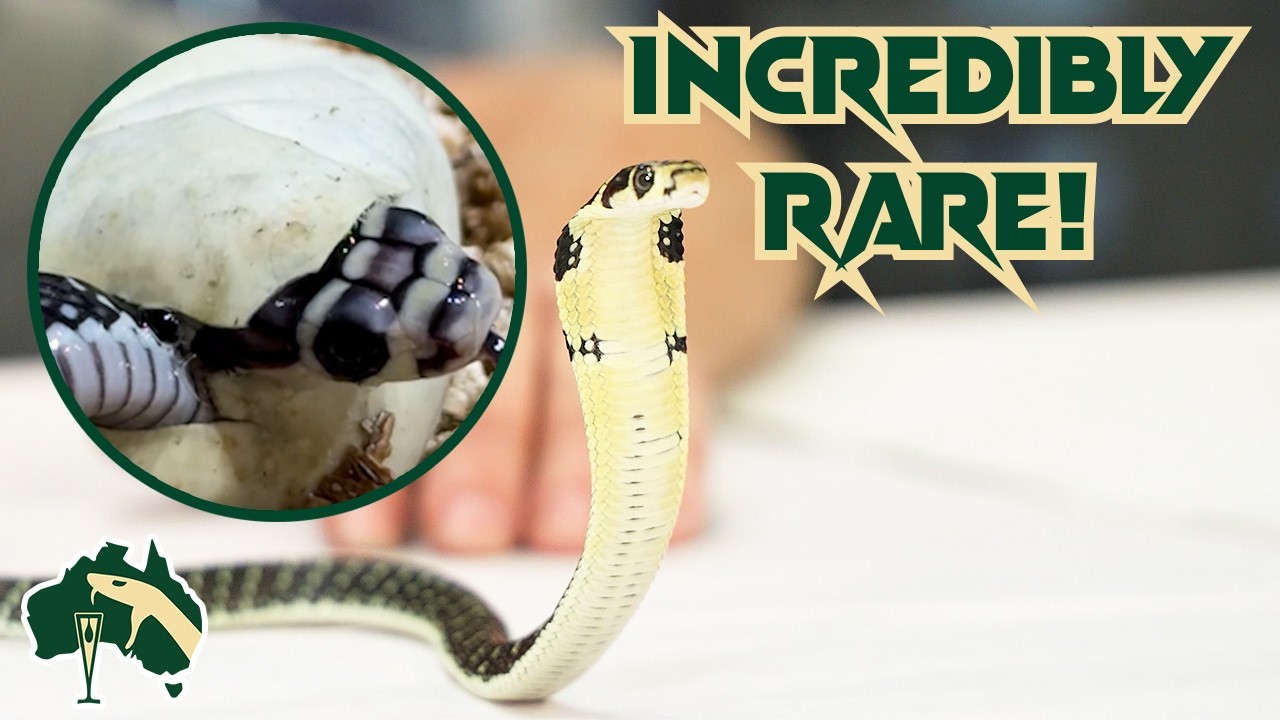 Baby King Cobra Snakes Hatching From Eggs! | Venom Diaries