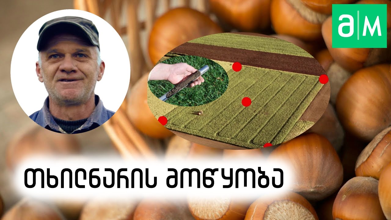 რა უნდა გავაკეთოთ, სანამ თხილს დავრგავთ...