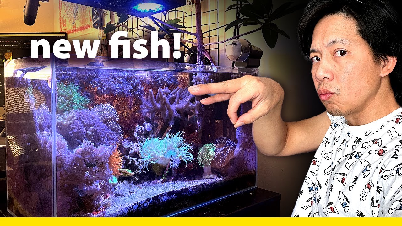 17g Tank: Last Fish I thought I would get!