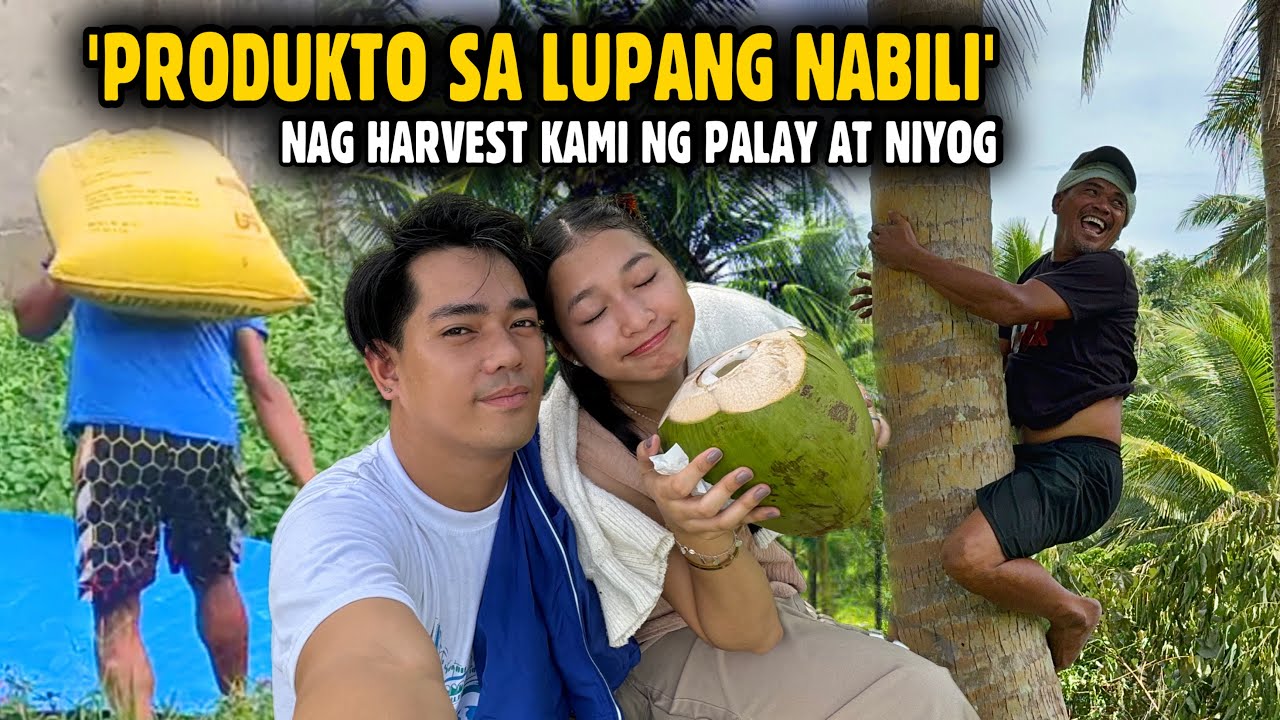 HARVEST NA NG PALAY AT COPRA SA LUPANG NABILI KO!