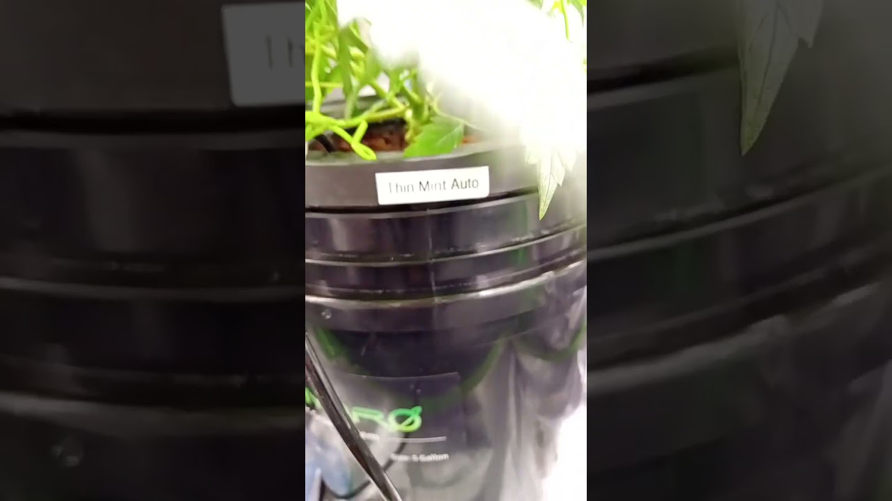 Thin Mint Auto GanjaFarmer