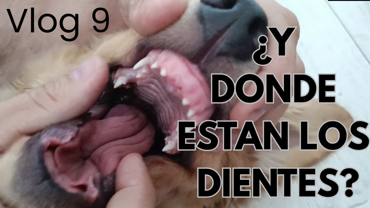 Festejando Navidad🎄 / REGALOS🎁 / Molly Pierde 2 Dientes! Vlog9