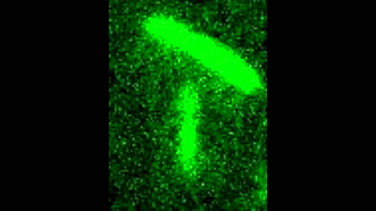 MreB-Dependent Inhibition of Cell Elongation during the Escape from Competence in Bacillus subtilis