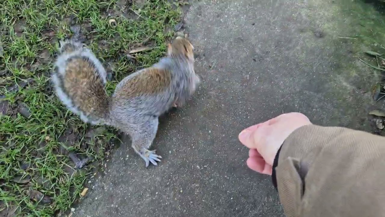 Squirrels in Hotham Park 20th January 