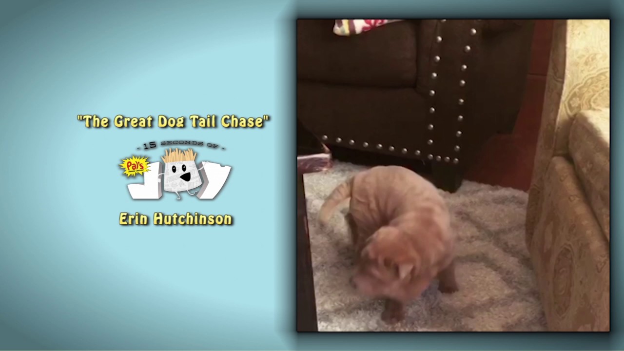 Pal's 15 Seconds of Joy 