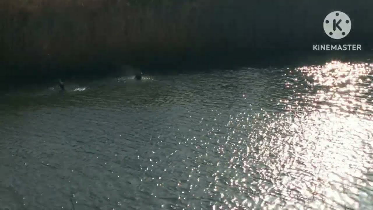 ¹【御宿日記】🦆清水川のコガモちゃん🦆春の御宿海岸を歩いて🛵2026年3月6金曜日🛵