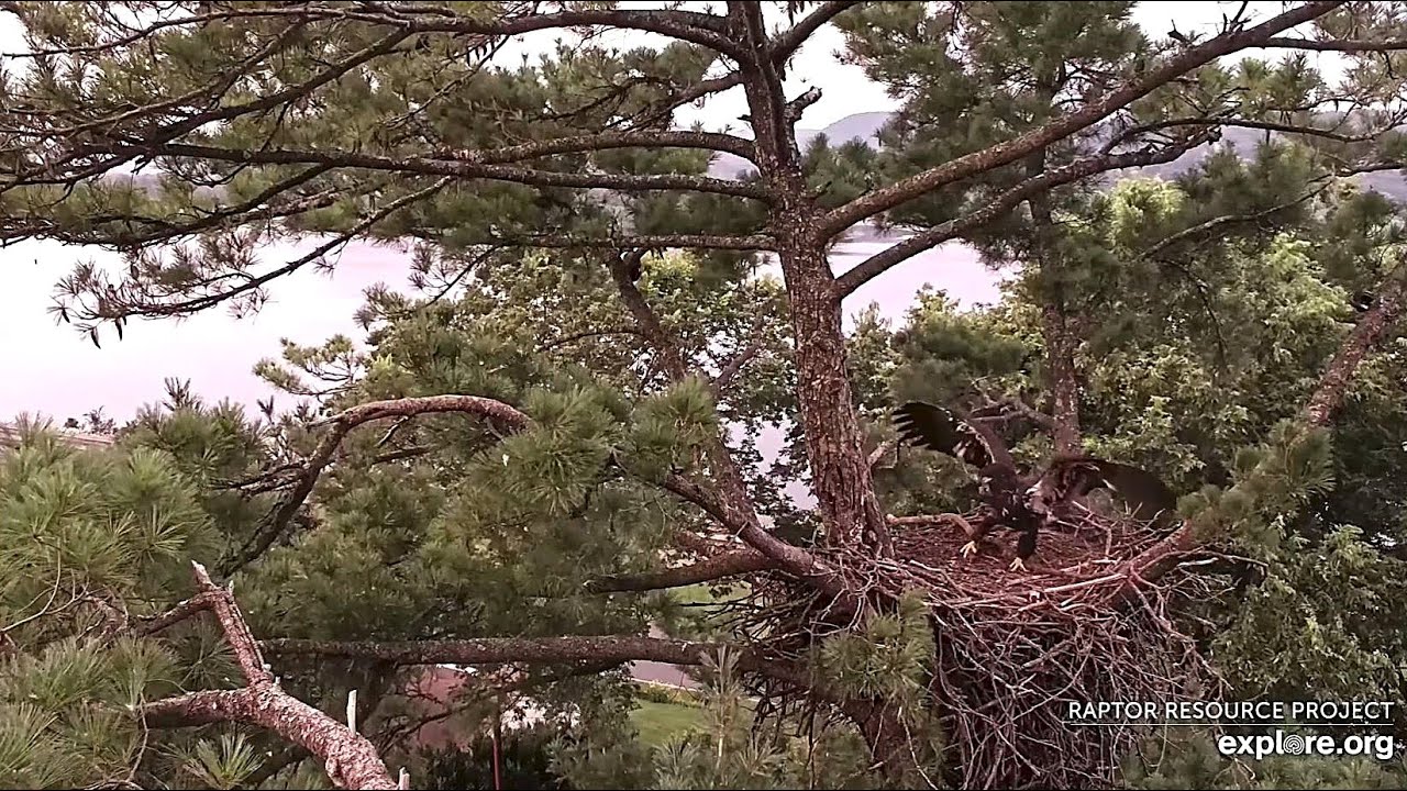 Trempealeau Eagles: TE3 Loses Her Favorite Stick!  Explore.org 7-21-2025
