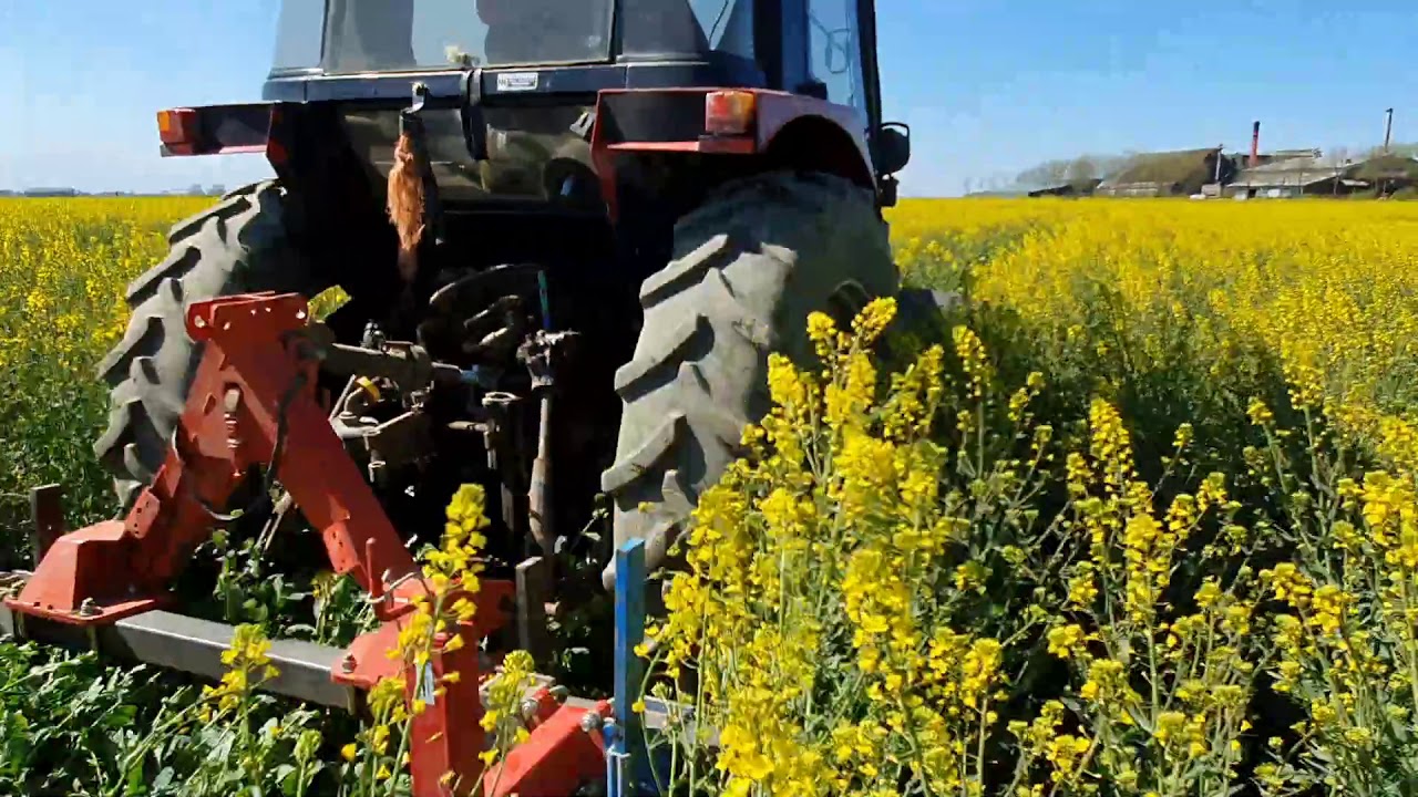 Clipping canola male plants to let them produce pollen for a longer period.