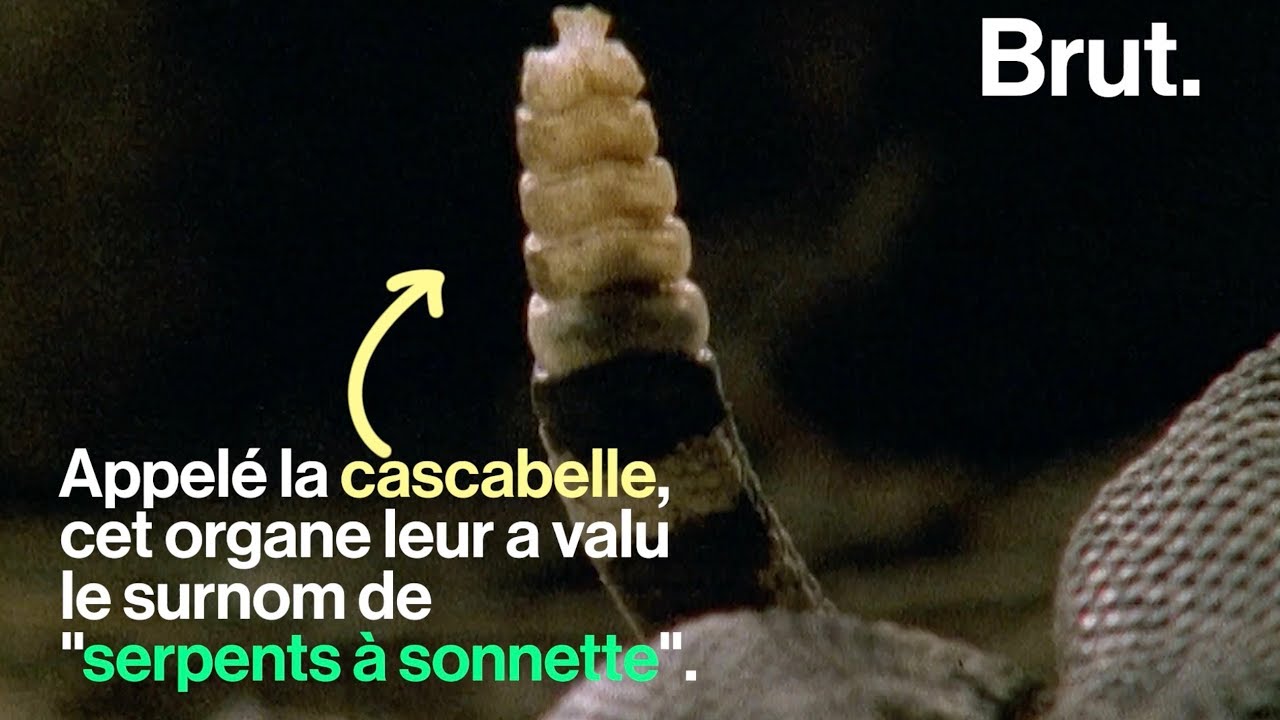 Comment le serpent à sonnette fait du bruit ?