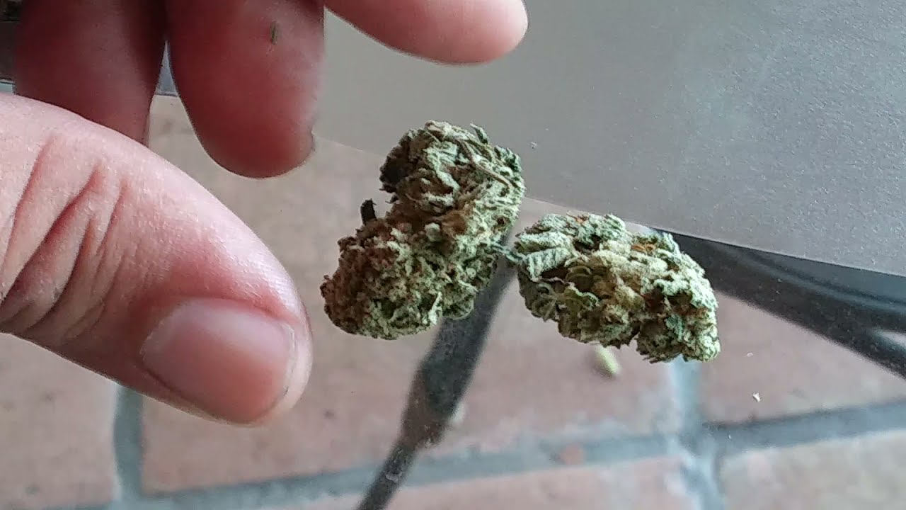 Birthday Cake Strain
