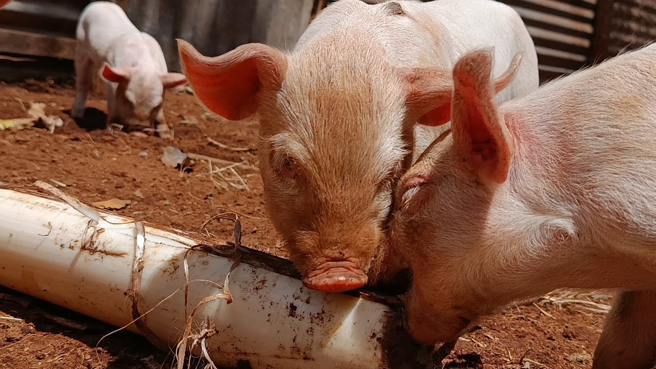 Quiet Afternoon on a Small Village Farm in Kenya (Live)