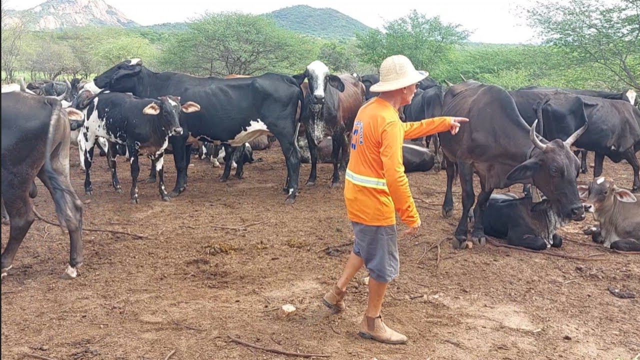 Bastidores  !! Seu Mané não sabe contar o gado da fazenda  !!