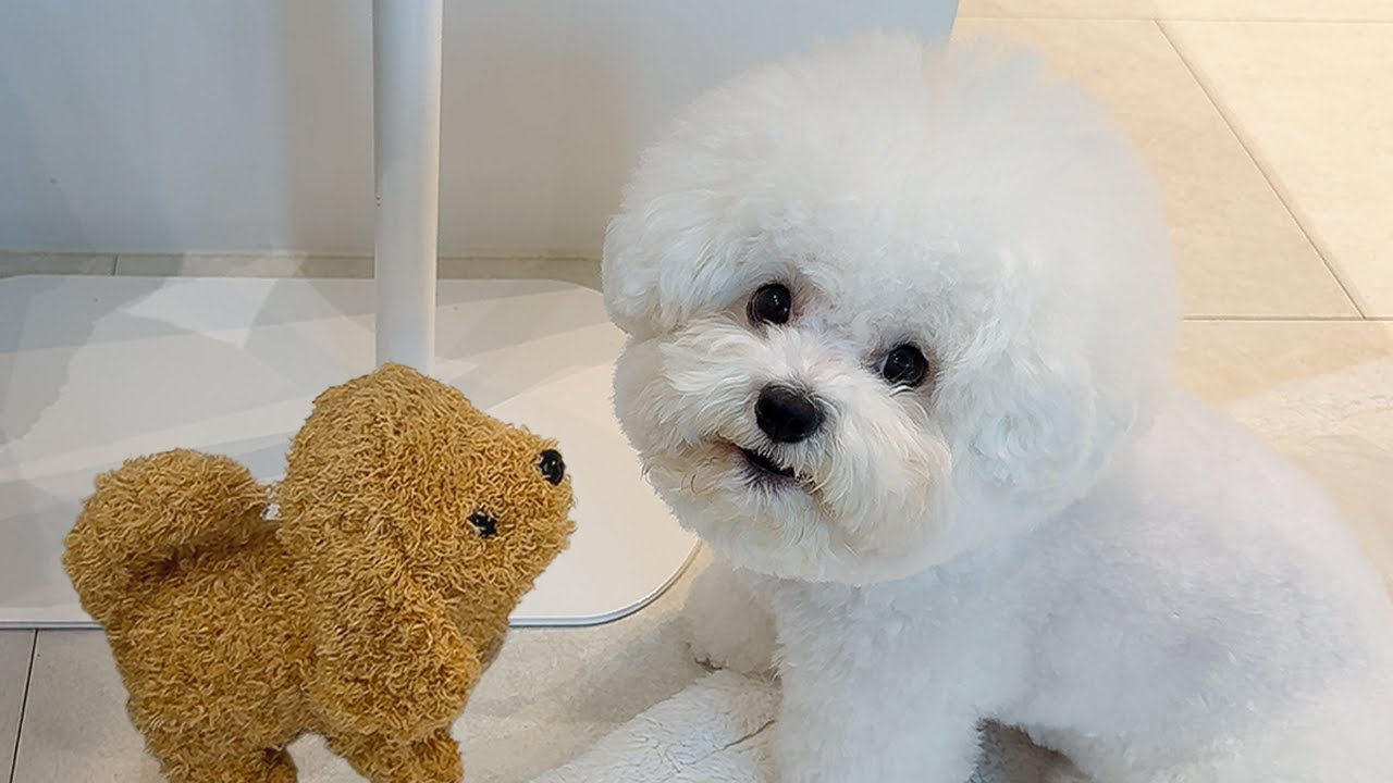 다시 돌아온 ‘그 인형’… 강아지 반응이 이상합니다