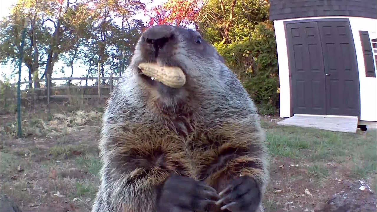 Chunk's Greatest Peanut Moments Of Season 1