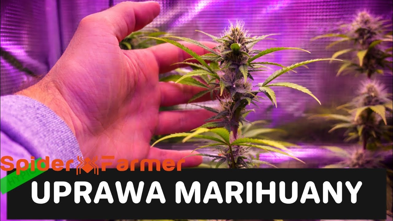 JAK UPRAWIAM MARIHUANE W DOMU - AUTOMATY. (Spider farmer sf1000evo)