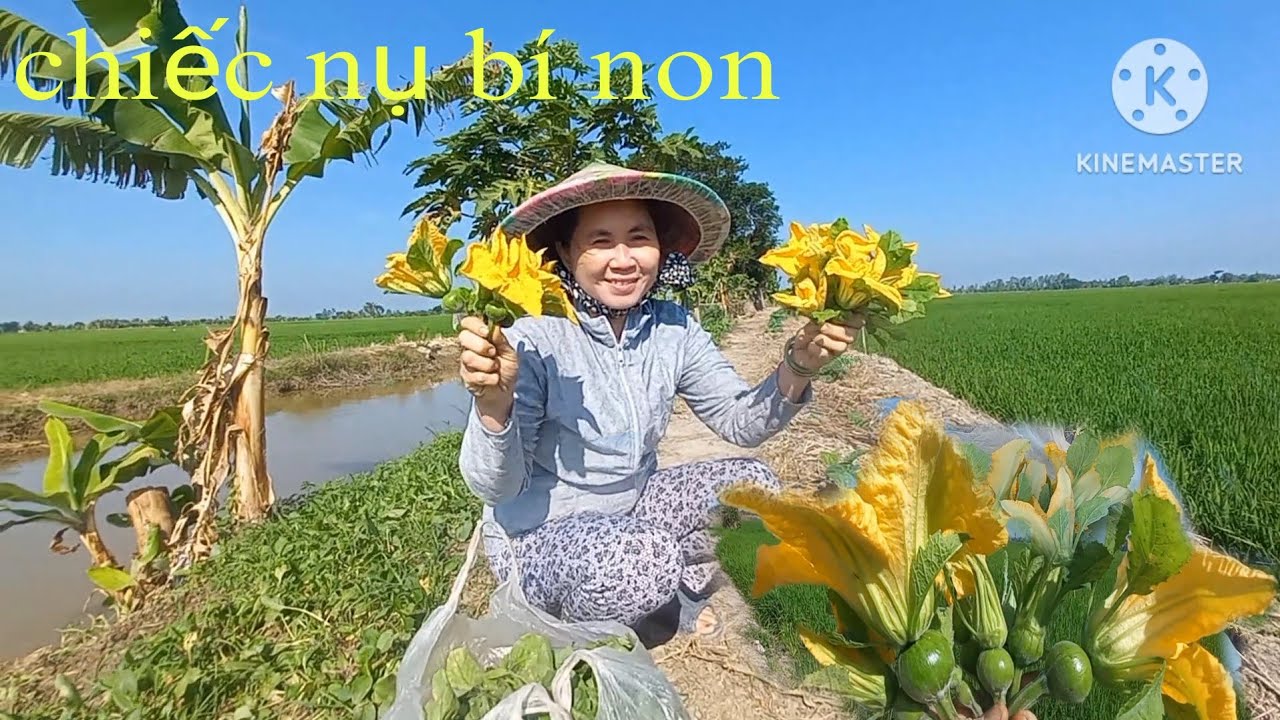 Cùng bà xã thu hoạch cải ngọt,chiết trái bí non|Cao Đỏ Vlog