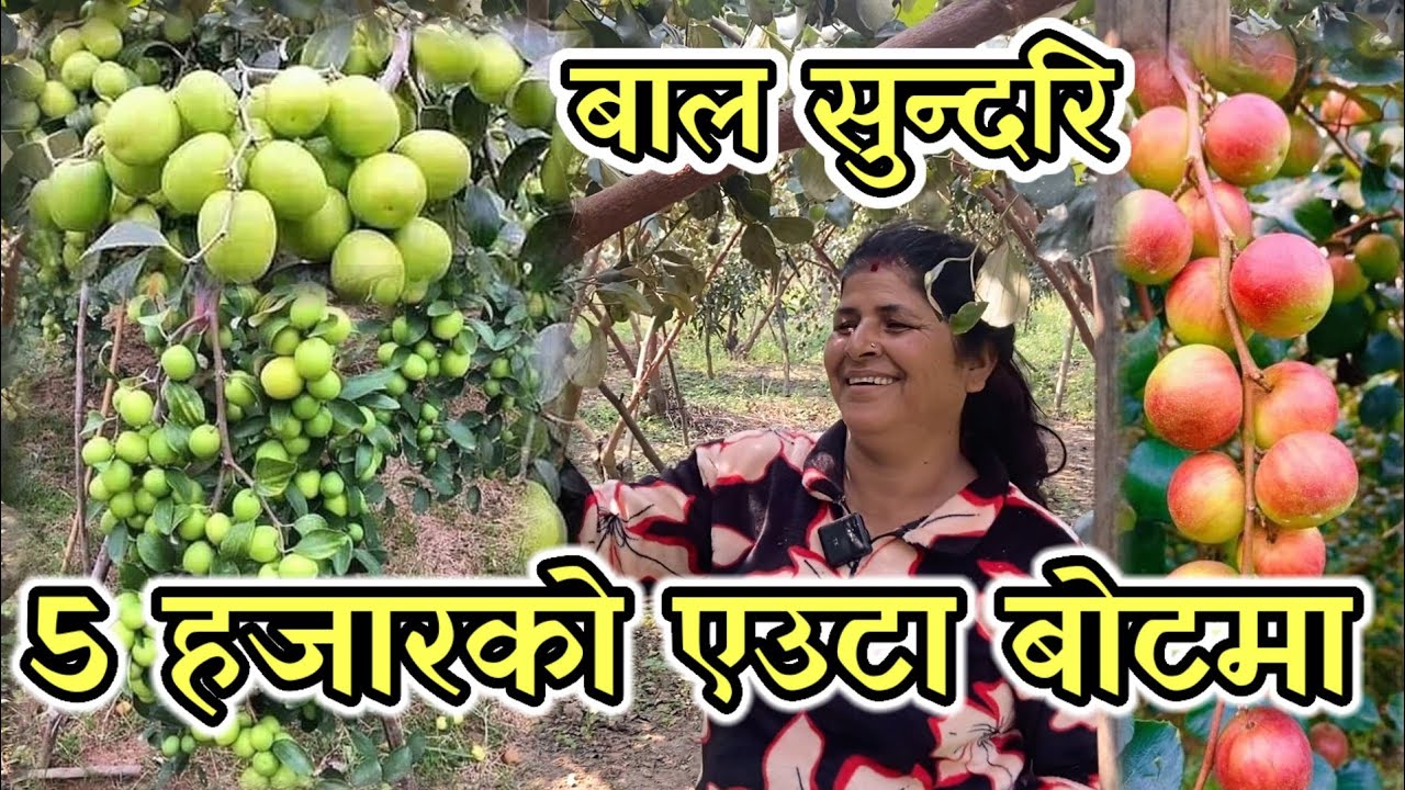 एउटै बोटमा पाँच हजारको हुन्छ अहिले एक सय पचासमा फल्दैछन!