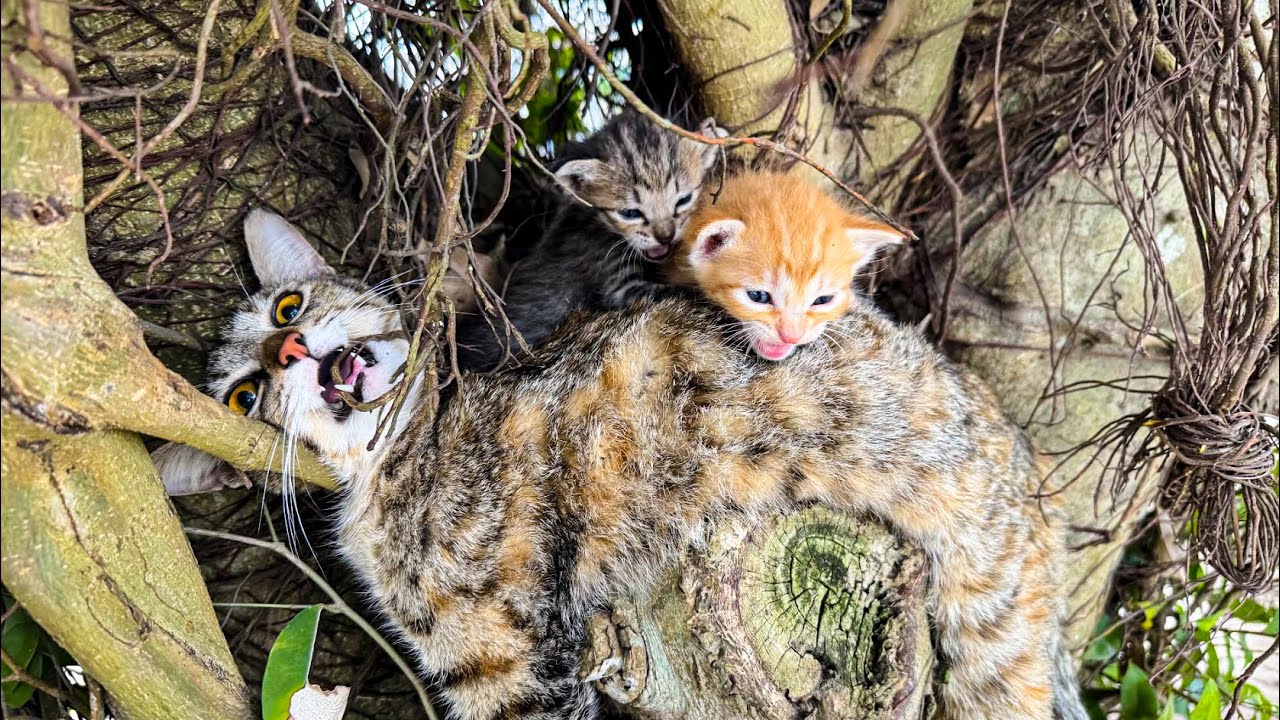 Трогательное спасение: как мы спасли отравленную кошку и её котят | LTT Animal- Rescue