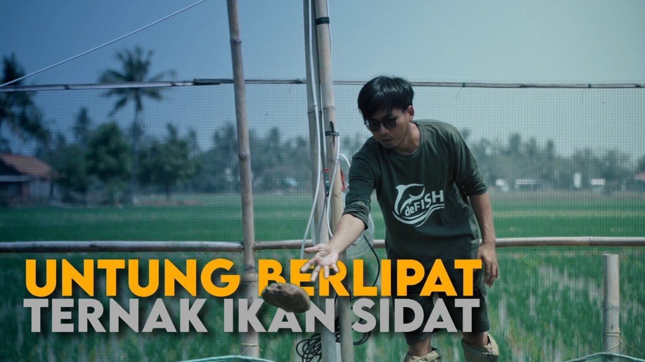 Untung ternak Nila Aja Kalah, Ini Peluang Bisnis Budidaya Ikan Sidat, Potensi Pasarnya Sangat Besar