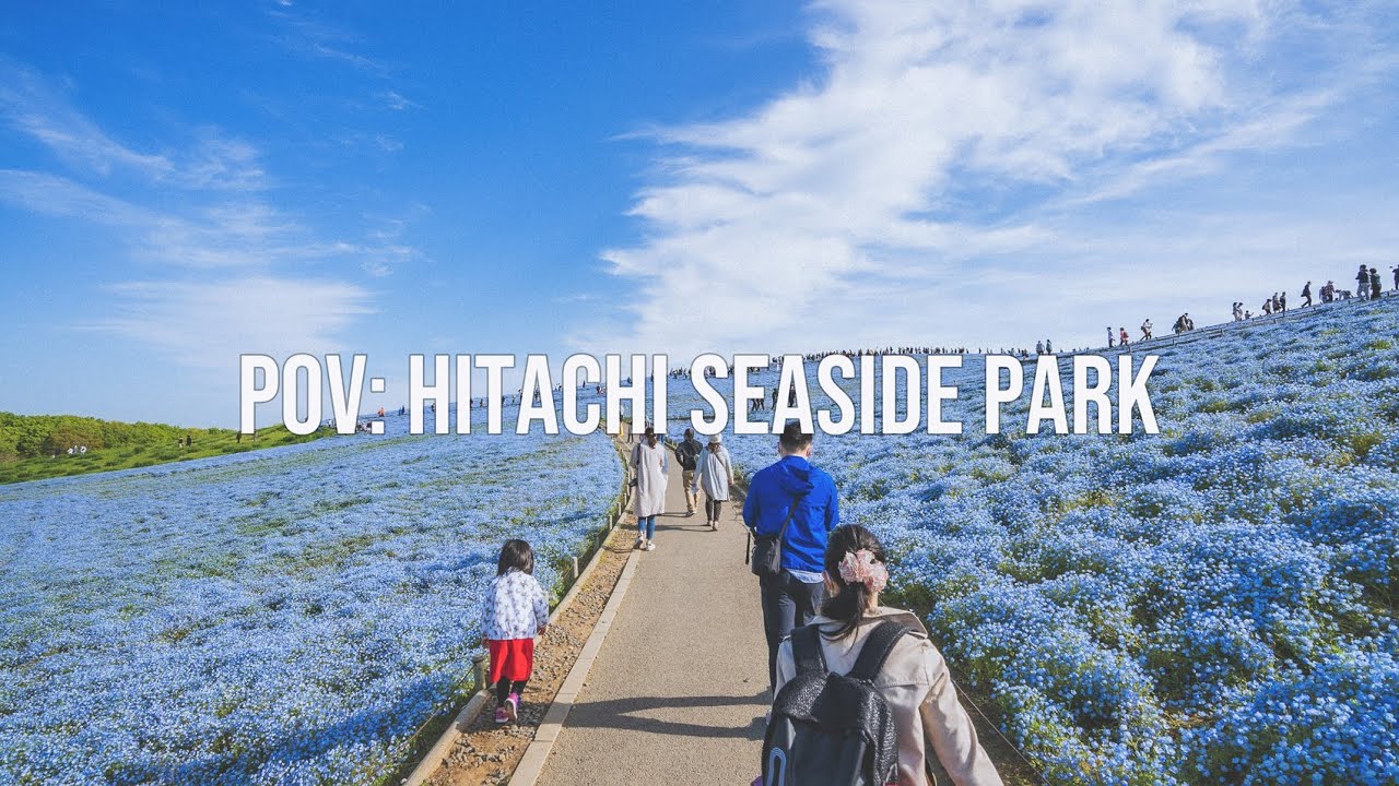 Поле цветов Nemophila POV Photography - Приморский парк Хитачи, Ибараки, Япония