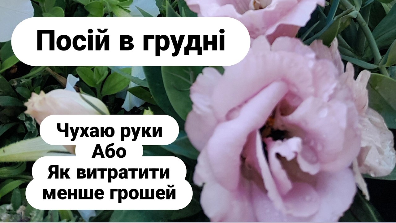 Що посіяти в грудні
