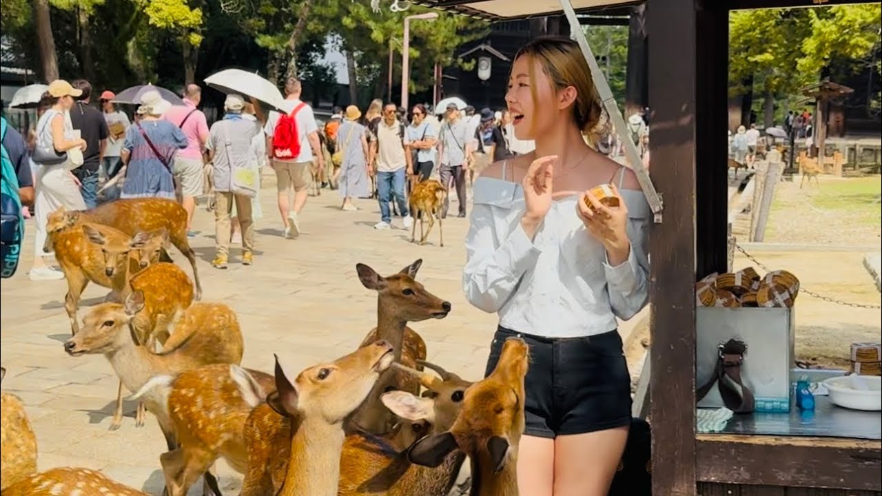 今日の奈良公園の最も美しいビデオです。このビデオを見た後、あなたの心は幸せになるでしょう。フェアで人々が鹿をどれだけ愛しているかを見てください。