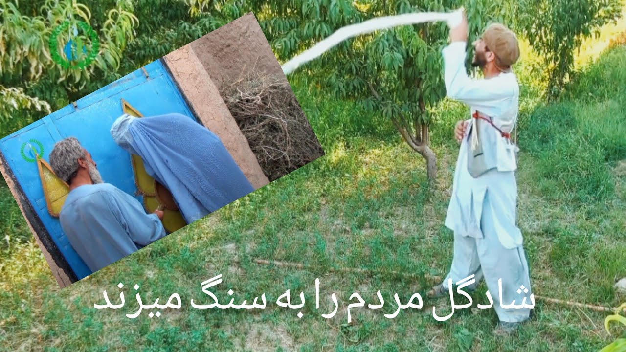 شادگل، شیشه موتر به جیر شکستاند