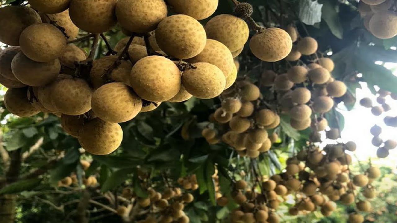 WOW! Amazing New Agriculture Technology - Longan tree
