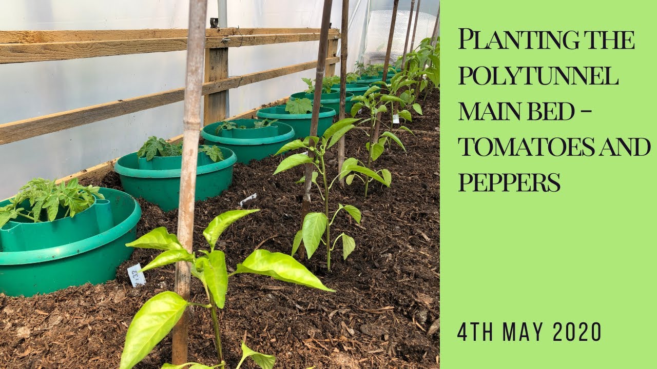 Planting the polytunnel main bed - tomatoes and peppers