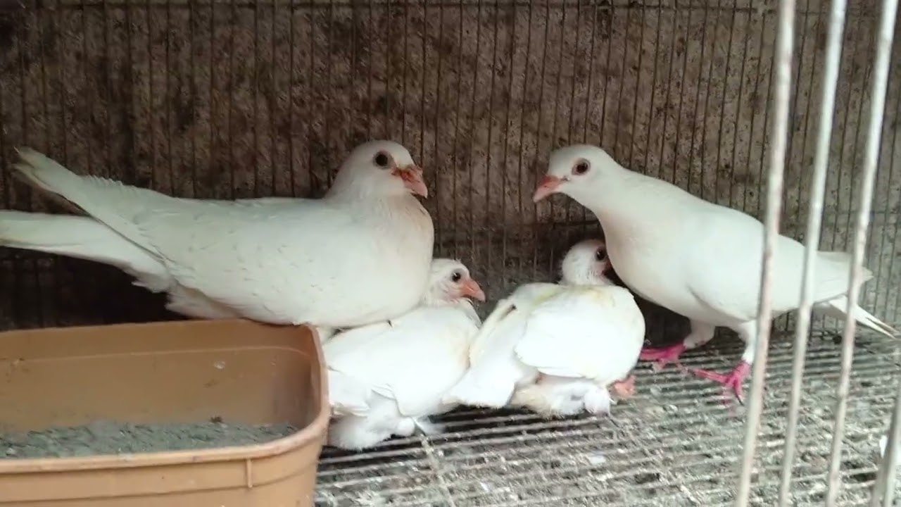 UPDATE SA AKING KALAPATI WHITE RACING HOMER | ANG MAHAL NA PALA NG KALAPATING TAIWAN NGAYON!