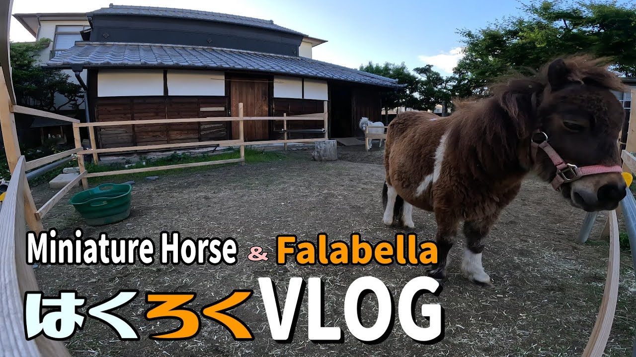 Discover the SECRET Life of Miniature Horses in Japan【はくろくVLOG】Vol.385