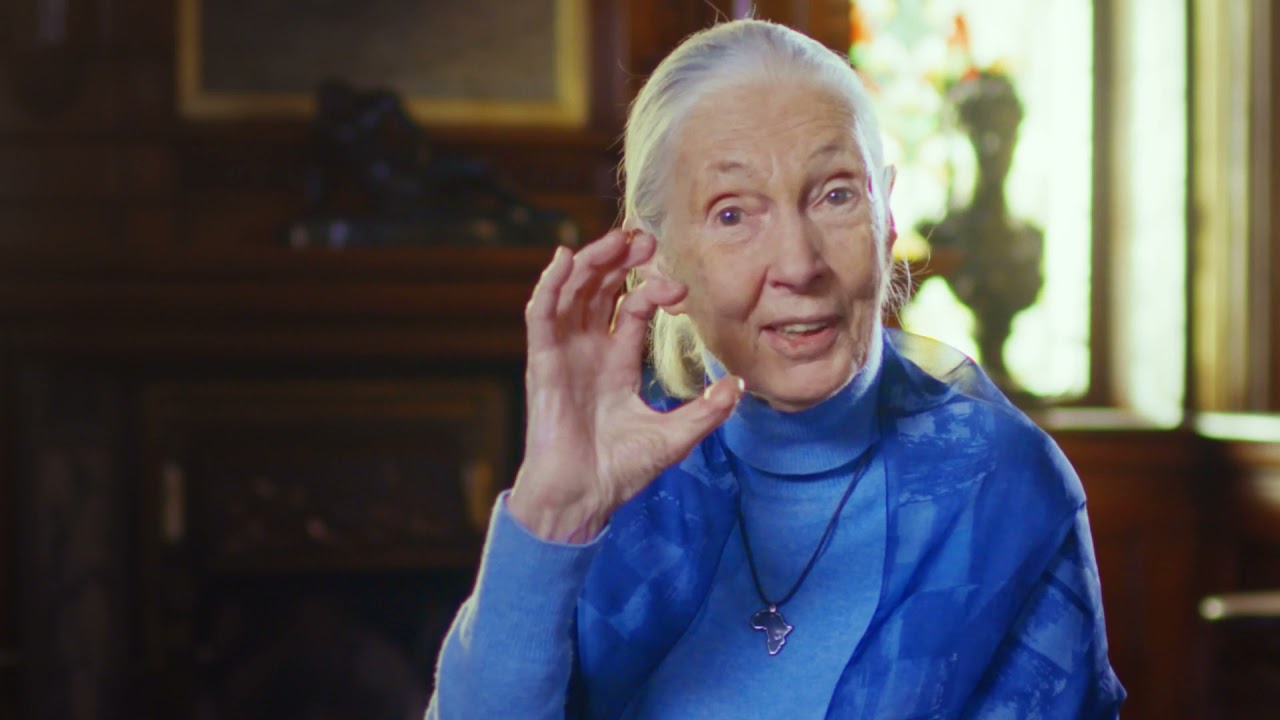 Jane Goodall: Living a Life of Purpose | 2021 Templeton Prize