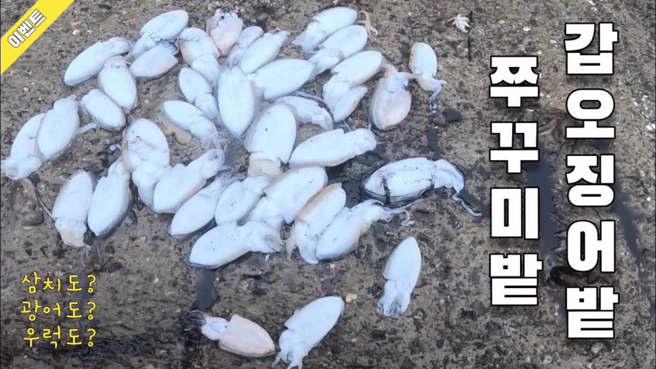 꽝 없는 좌대 갑오징어 ! 발판 ! 화장실 ! 조과 ! 