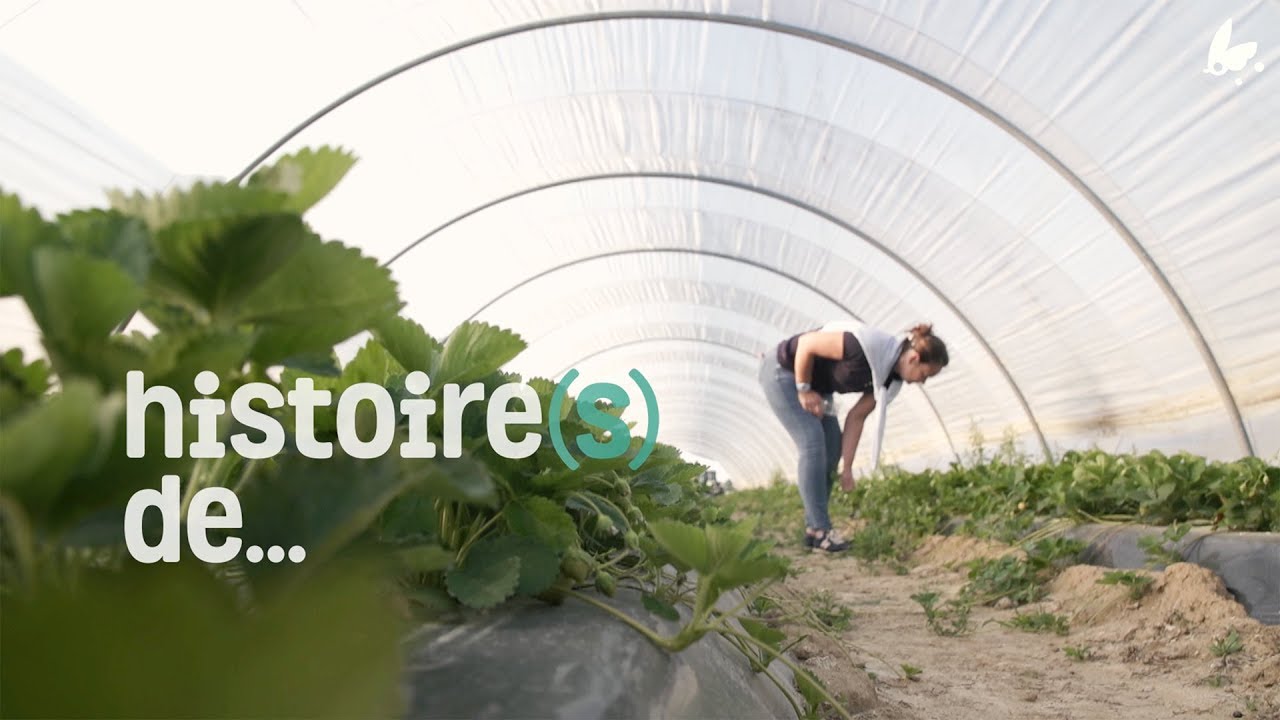 Histoire(s) de… Séverine, productrice de fraises,  Ferme de Villebourguignon, Jouy-le-Chatel