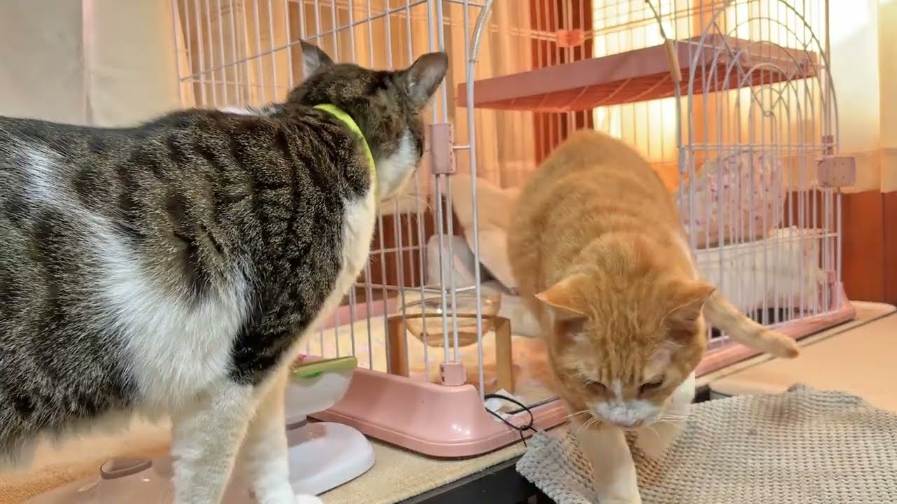 なかよし猫さんたちの朝ごはん【26年2月1日その1】