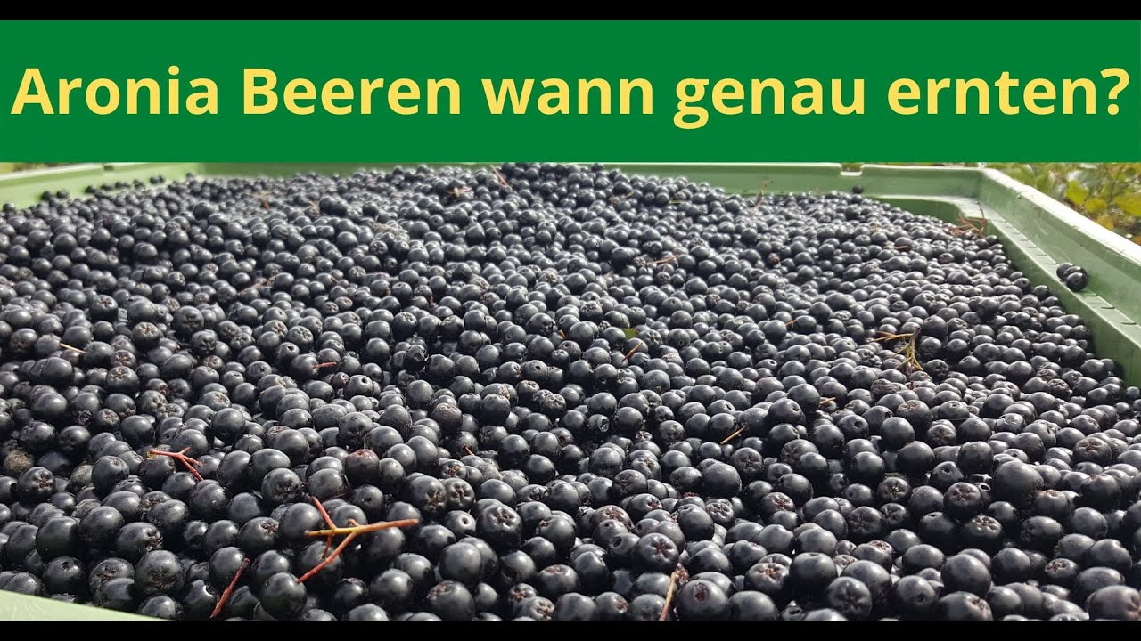 Wann Aronia Beeren ernten? Wann ist der richtige Zeitpunkt um Aronia Beeren zu ernten?