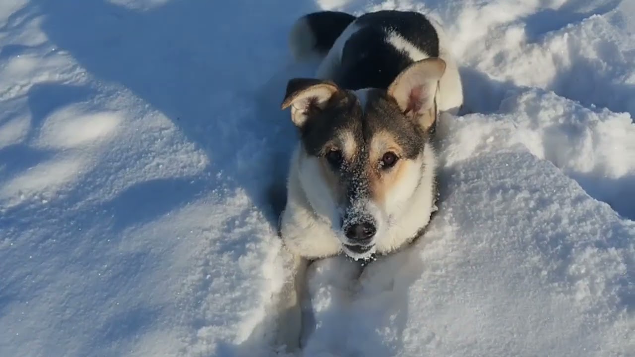 Бабушка Гуляет С Бимом
