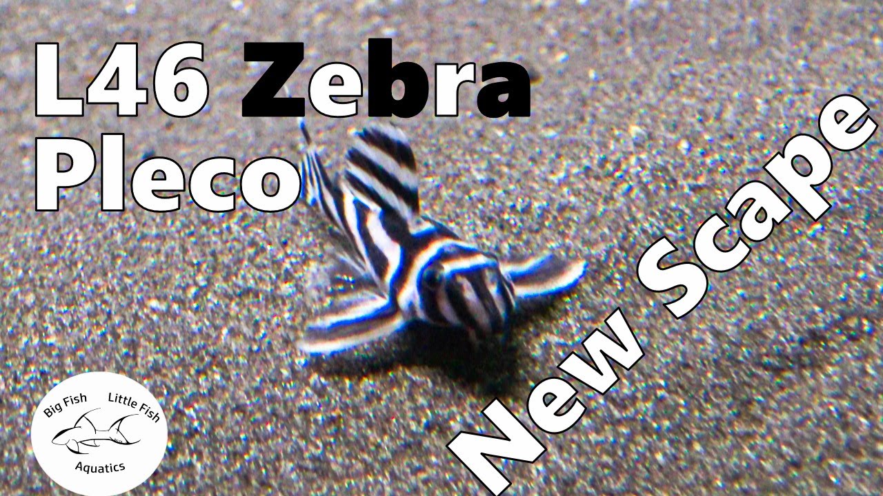 Zebra Pleco Scape | L46 Hypancistrus zebra