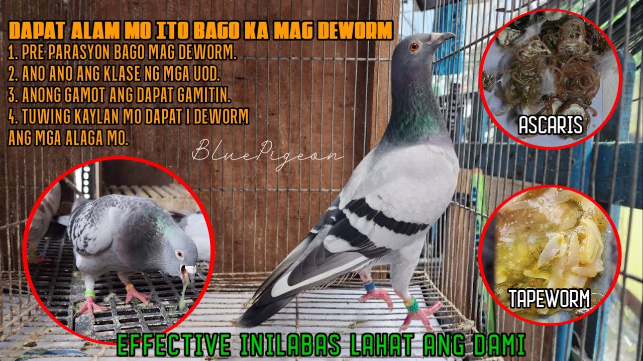 DAPAT MALAMAN MO ITO. EFFECTIVE NILABAS LAHAT NG UOD | BLUE PIGEON