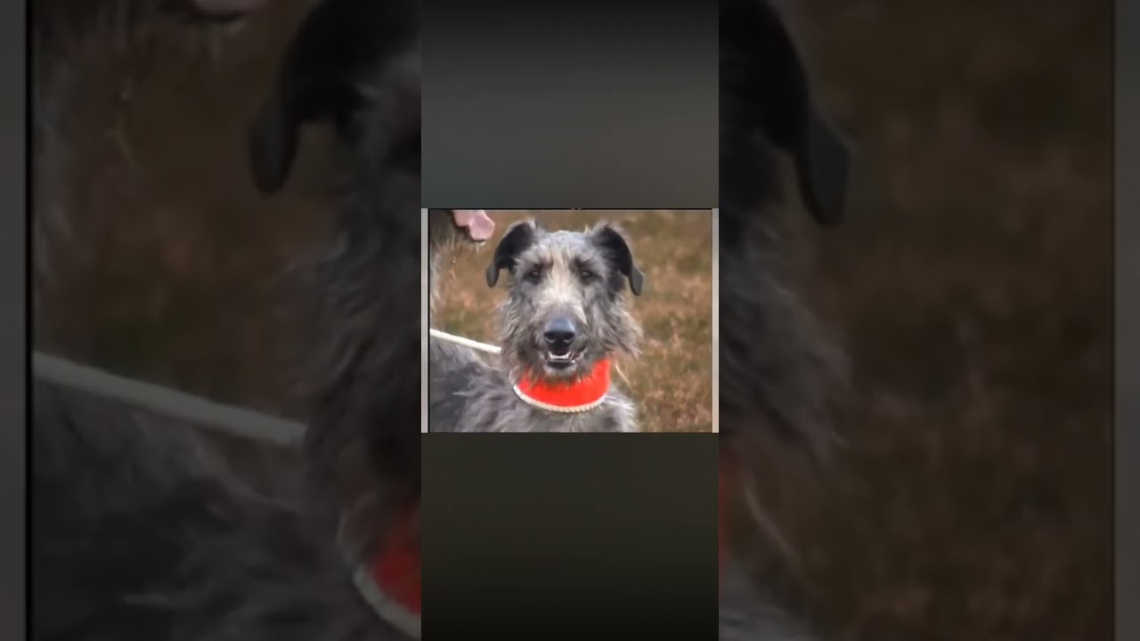 Deerhound Coursing pre ban