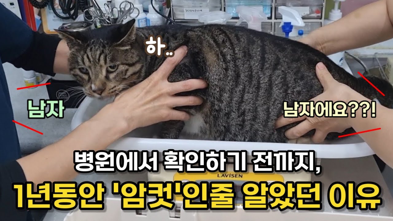 호동이 길고양이 시절 1년 동안 암컷인 줄 알았어요 :  '언니'에서 '누나' 된 사연
