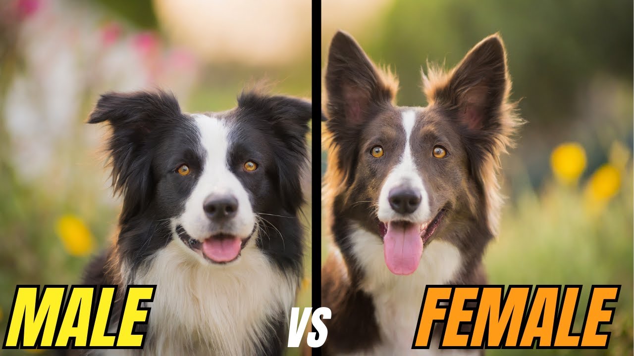 MALE vs FEMALE Border Collie: Which one is Right for You? Key DIFFERENCES Between Them