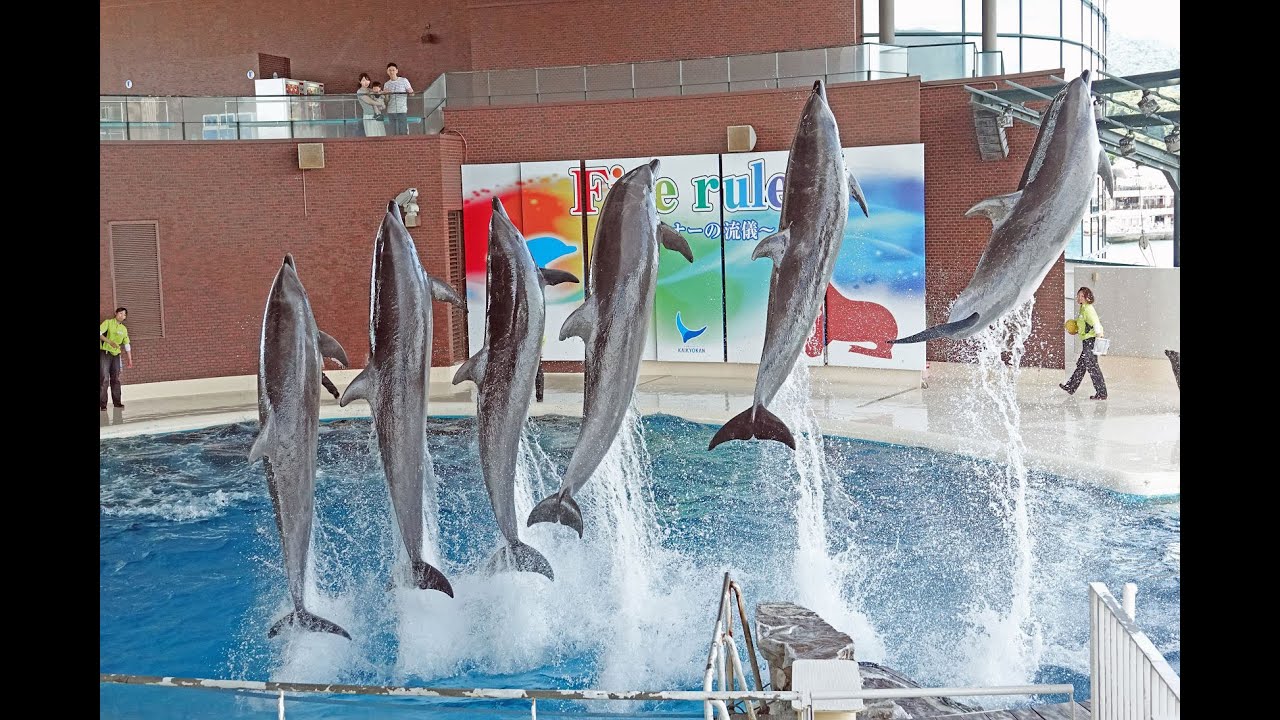 （海響館）最後にイルカ６頭で息ぴったりのジャンプっ！！（アクアシアター）